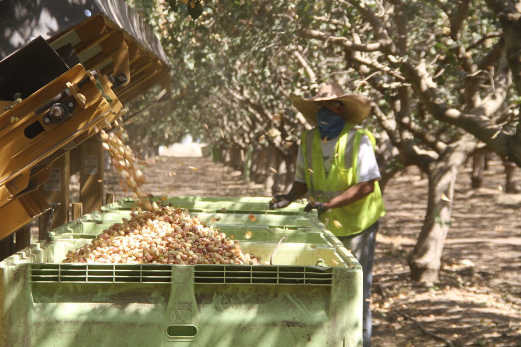 Preparing for Pistachio Harvest