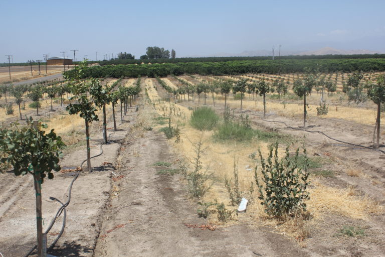Weed Control in Young Orchards