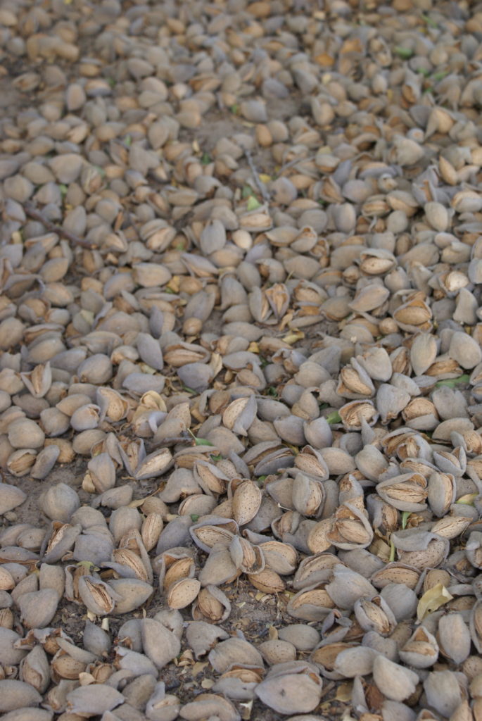 Some Basic Truths About  NOW in Almonds