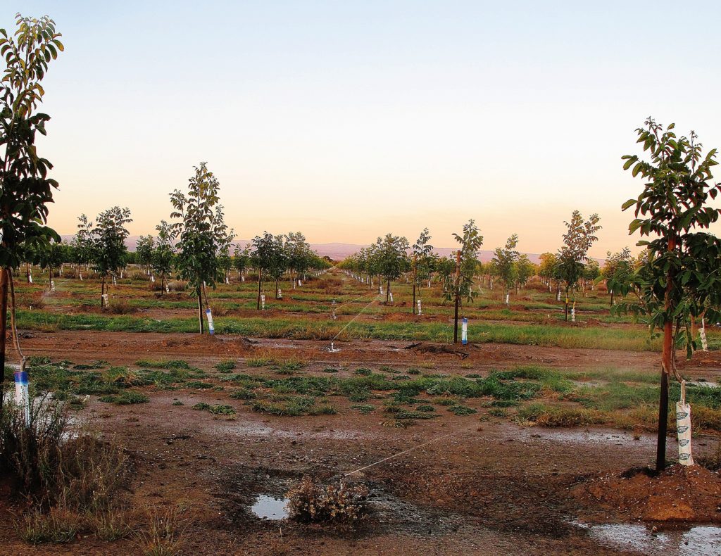 4Rs of Nitrogen Management in Walnuts