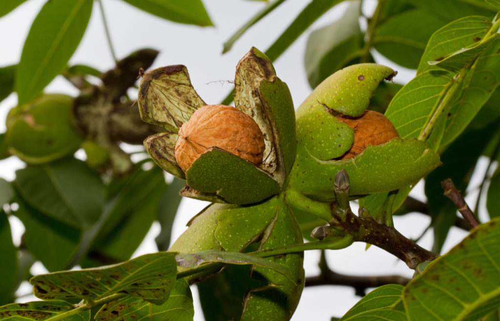 Franquette: A Classic Walnut in Search of a Home