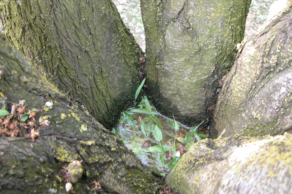 Soilborne Pests in Tree Nut Crops