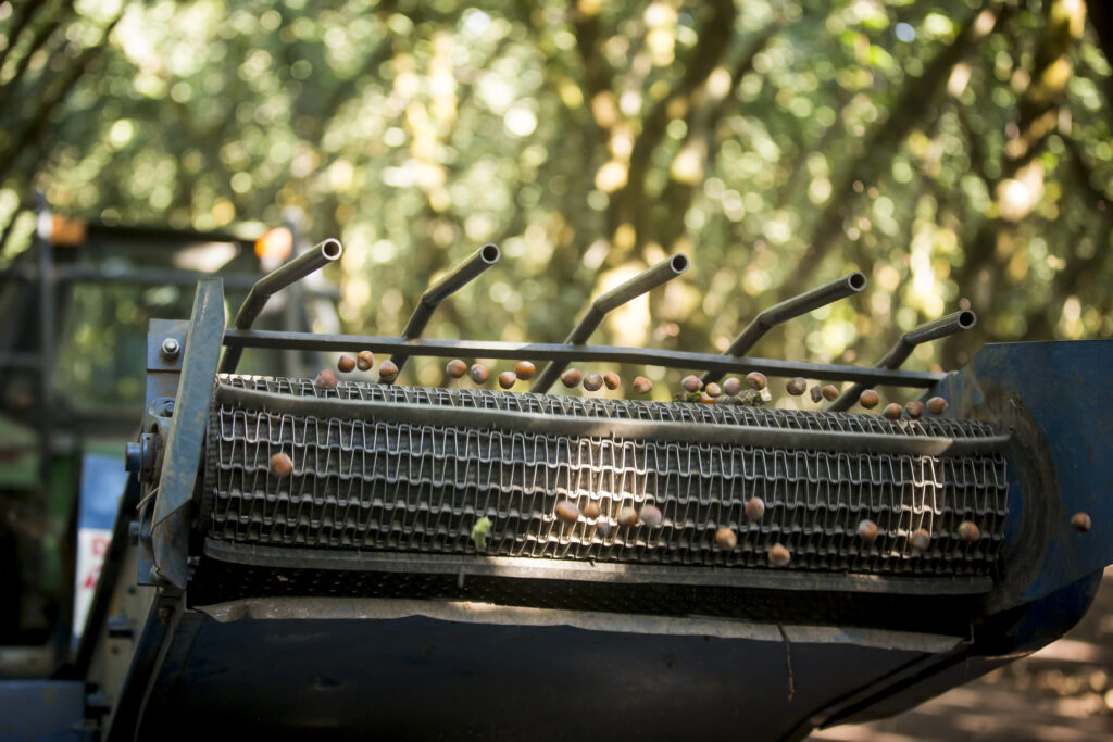Hazelnut Harvest Could Set New Yield Standard