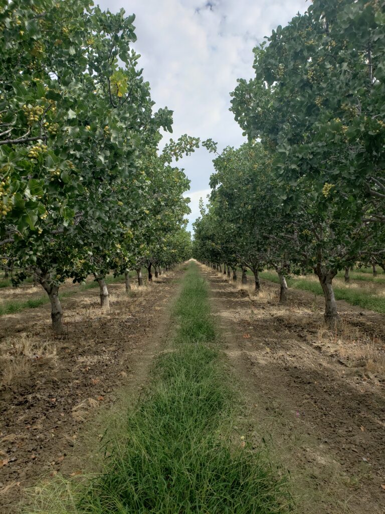 Organic Pistachio Production at Nichols Farms