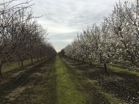 Field Evaluation of Almond Varieties