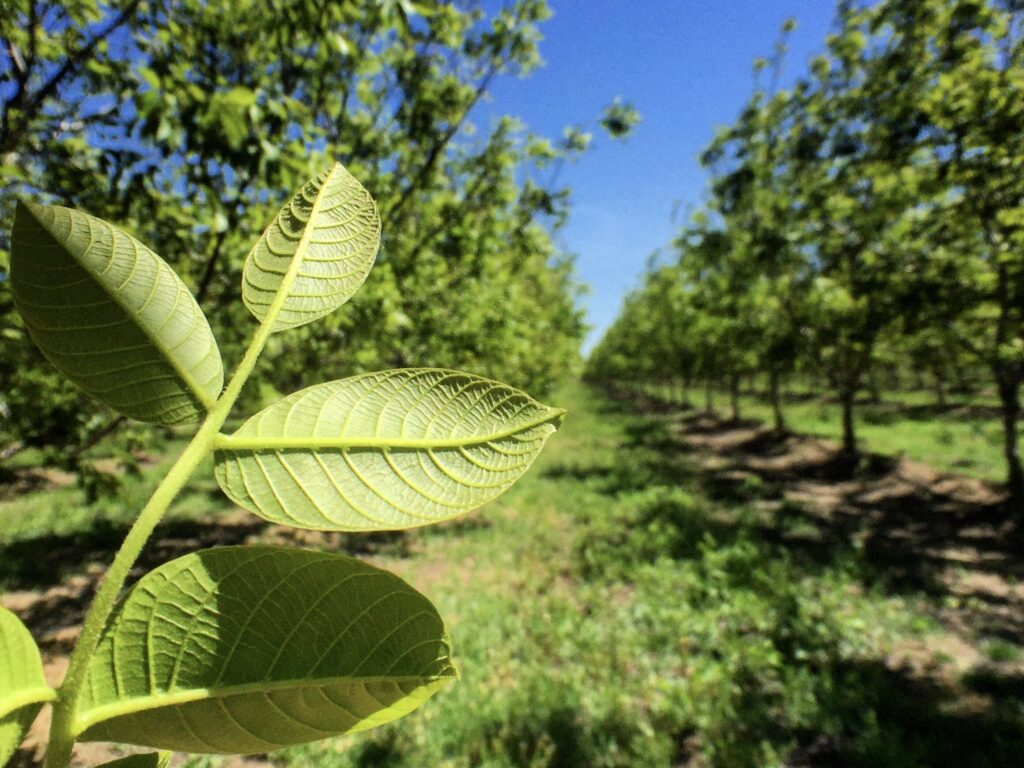 New Tool for Predicting Nitrogen Needs in Walnuts