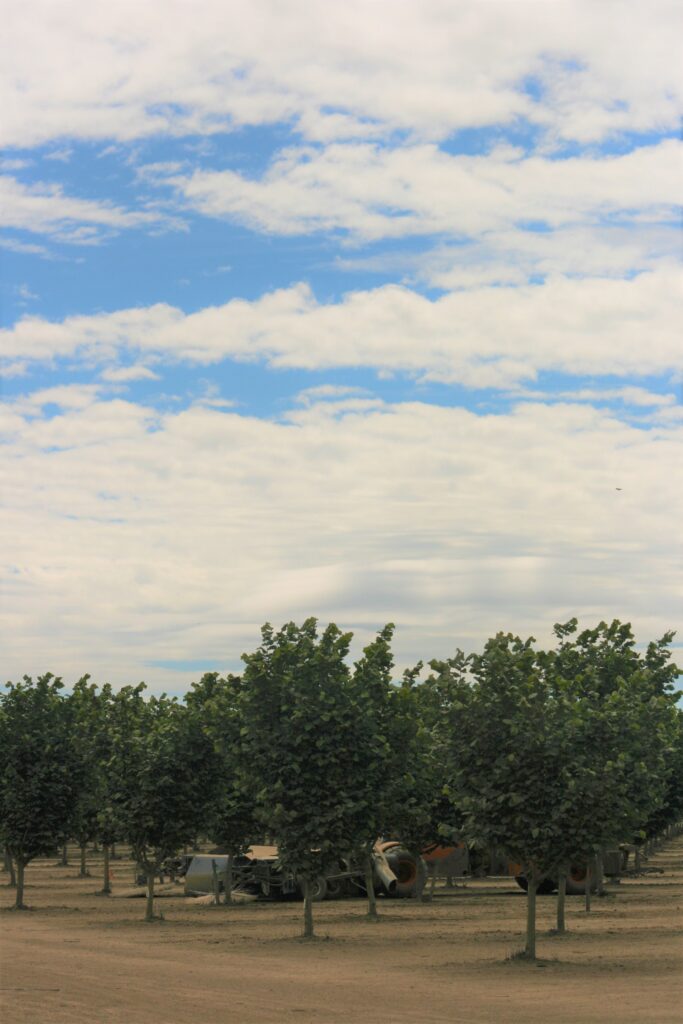 A Look at Newer Hazelnut Varieties