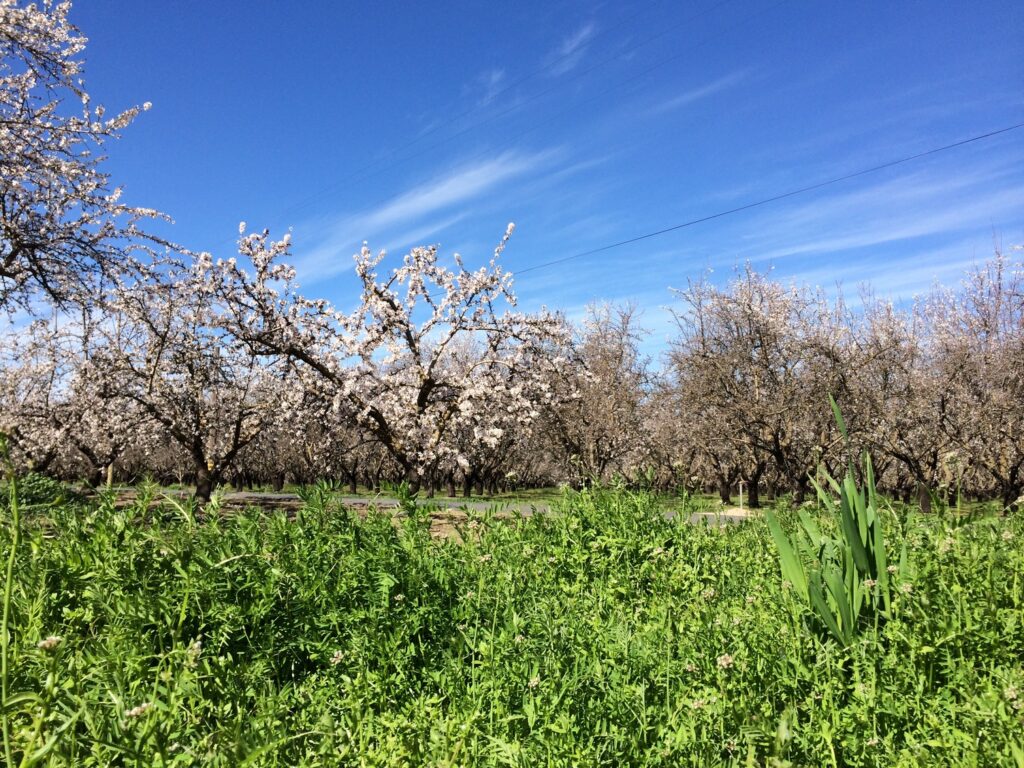 Collaborative Bee+ Scholarship Supports Growers Who Plant Pollinator Cover Crops