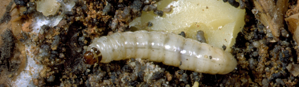 Biological Pesticides in Nut Crops