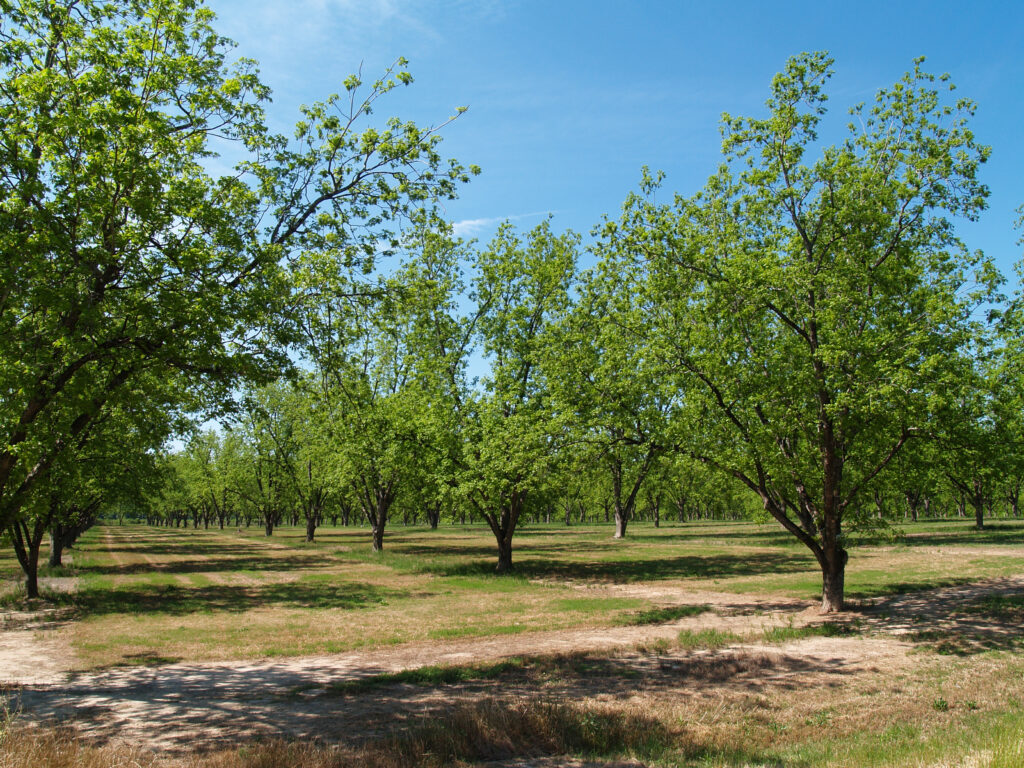 Postharvest Nutrition in Tree Nut Crops: What to Do as Nutrition Budgets Tighten