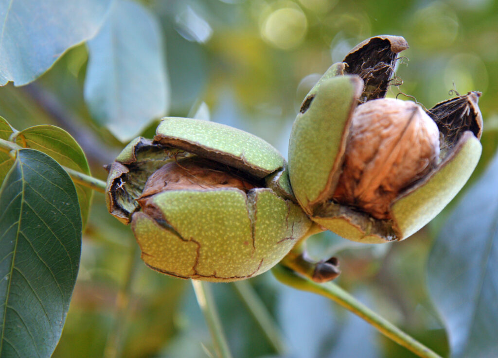 Diamond of California Taps into the Underdeveloped Market for Snack Walnuts