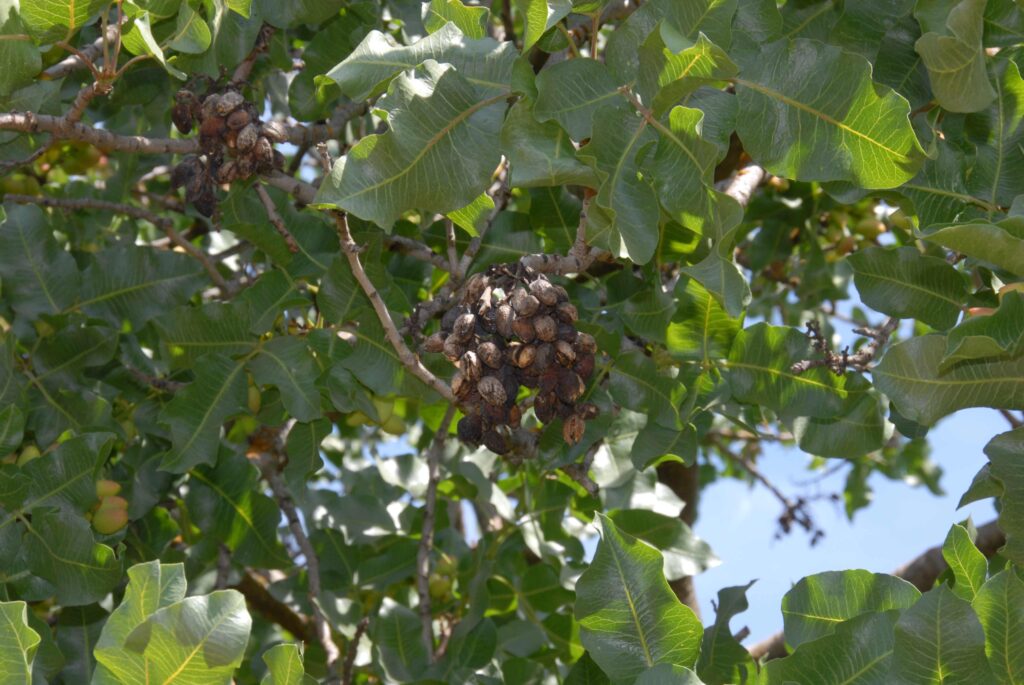 Winter Sanitation in Pistachios