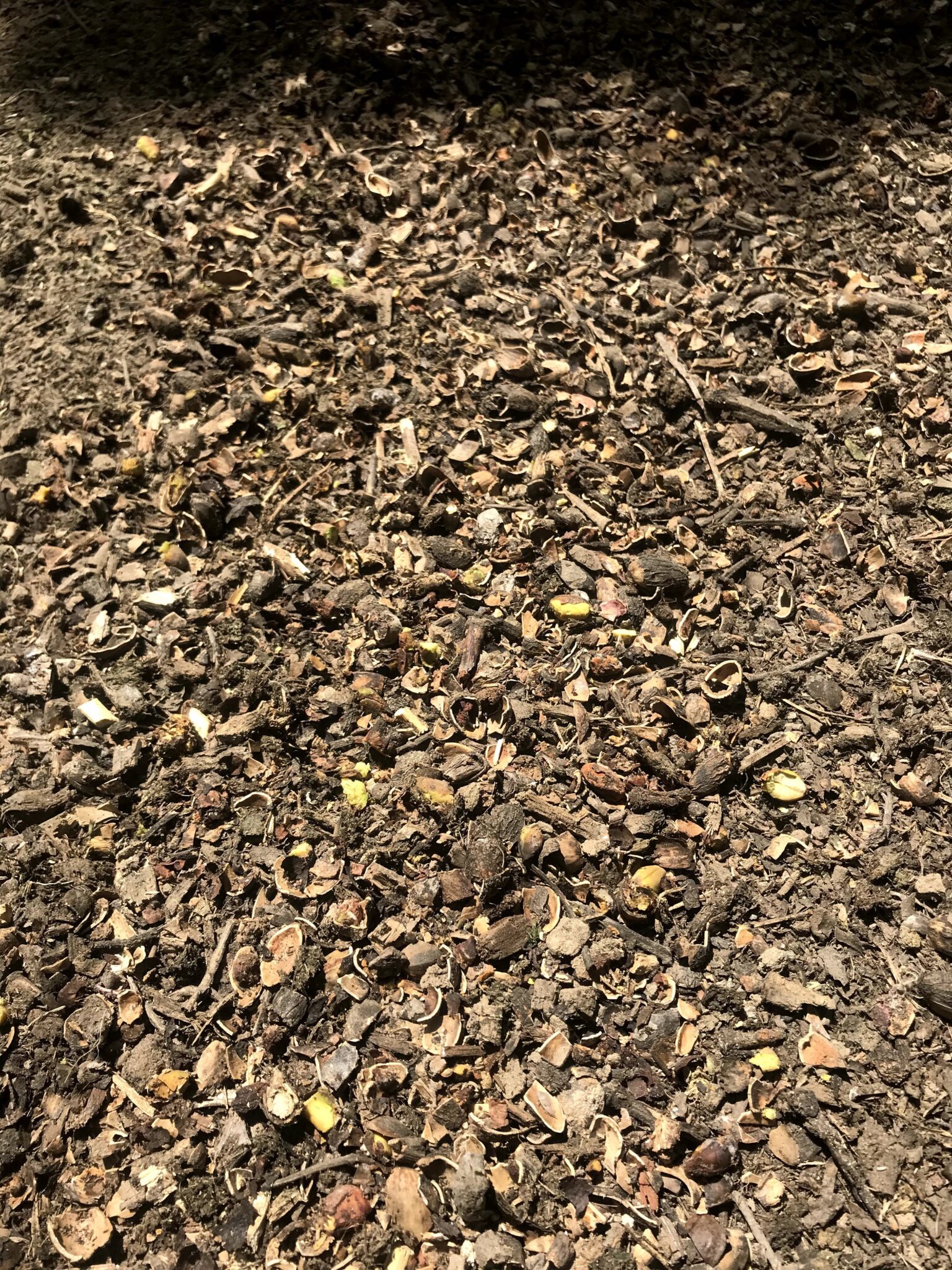 Pistachio Mummy Grinder Targets Overwintering NOW West Coast Nut