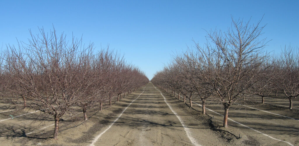 Almond Postharvest To-Do List
