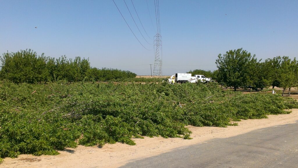 “Plan Before You Plant” to Maintain Safe Spaces Between Power Lines and Trees