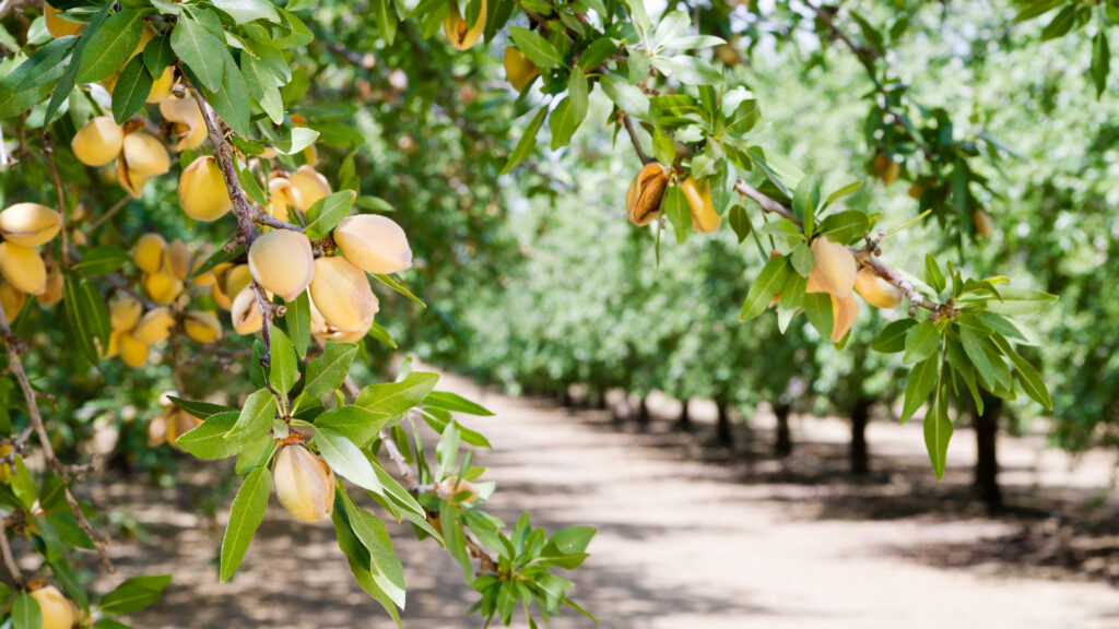 Postharvest Nutrition in Tree Nut Crops