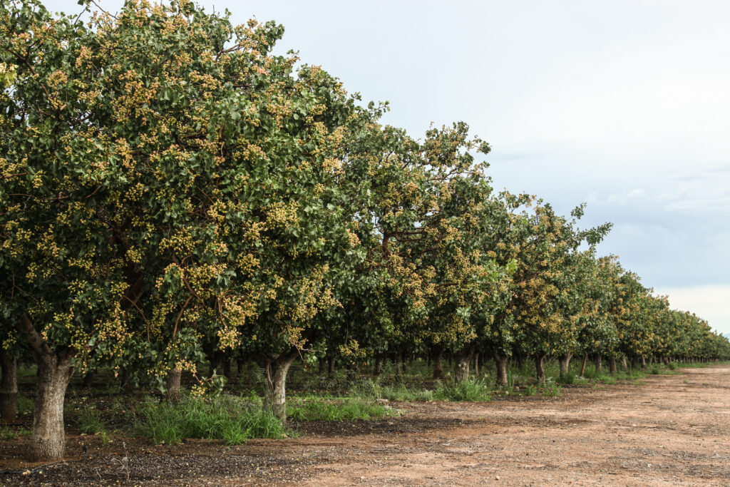New Incentives Help Tree Nut Industry Comply With Truck Air Quality Rules