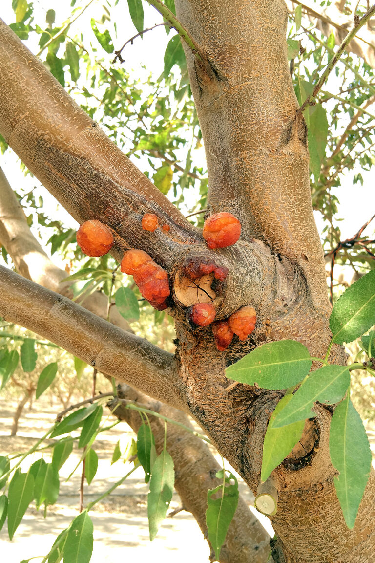 Main Fungal Canker Diseases Affecting California Almonds