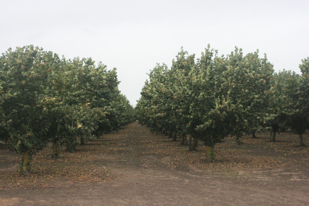 Postharvest Steps for Hazelnuts