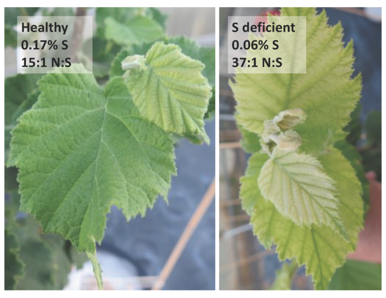 Figure 1 Feeding Hazelnut Trees With Only Urea Causes Excessive N S Ratios Which Leads To 