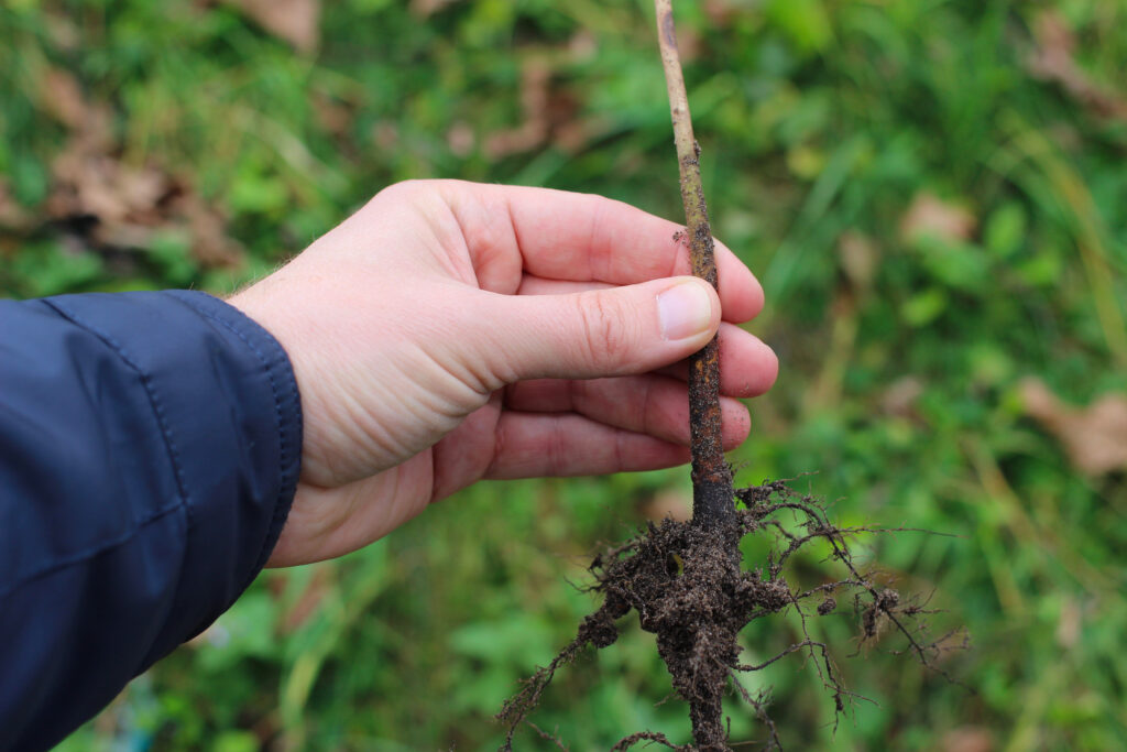 Variety and Rootstock Decisions in a Newly Planted Orchard
