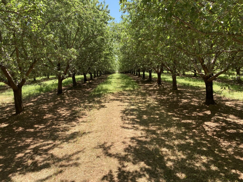 Delaying Irrigation Offers Benefits in Walnuts and Almonds