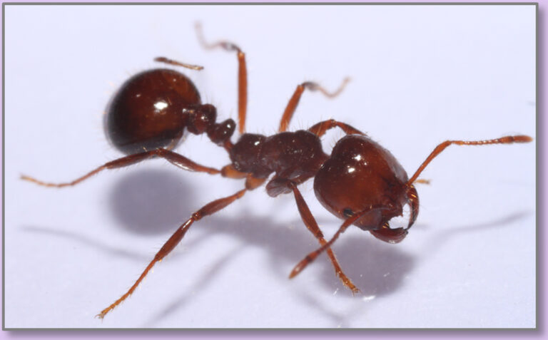 Be Aggressive with Red Imported Fire Ants