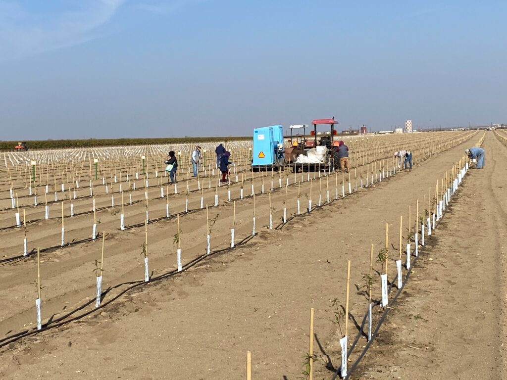 High Density Planting to Increase Yield