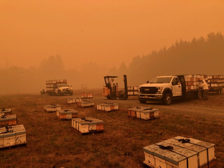 Rough Year for California Beekeepers