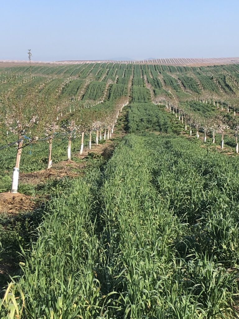 Almond Grower Banks on  Regenerative Almond Orchard Practices