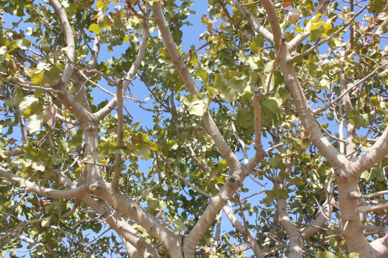 Canopy Management in Pistachios