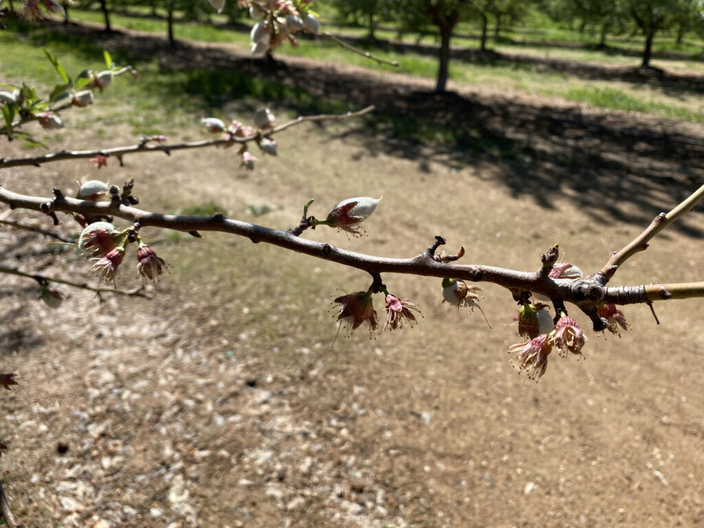 Leafing Failure Perplexes Experts