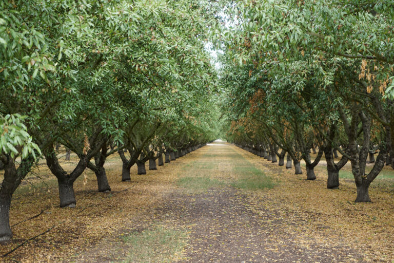 Transpiration Uniformity as a Useful Metric for Tree Nut Growers