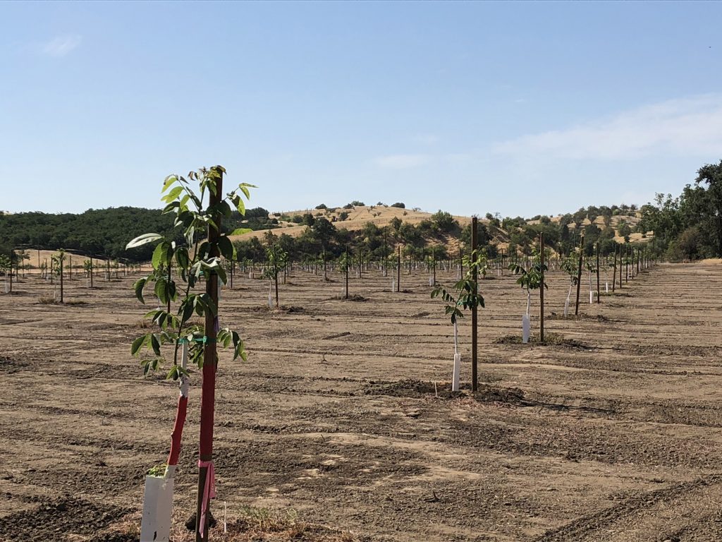 Pre-Plant Steps to Reduce Nematode Infestation in Walnut