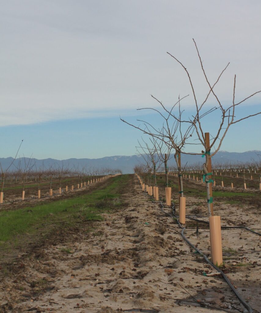 Warmer Winters Signal Adjustments in Pistachio Production