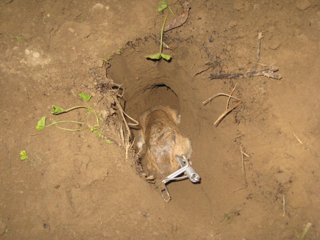 Time to Look for Gopher Activity