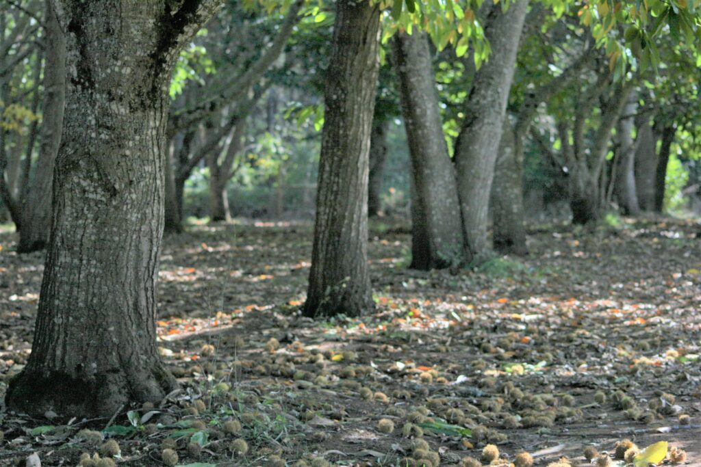 Pros and Cons of Growing Chestnuts