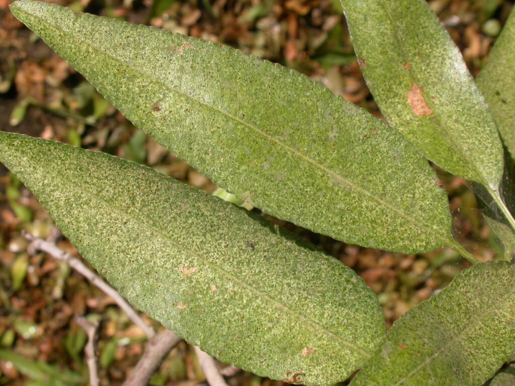 Spring Season Pest Monitoring Activities in Almond Orchards