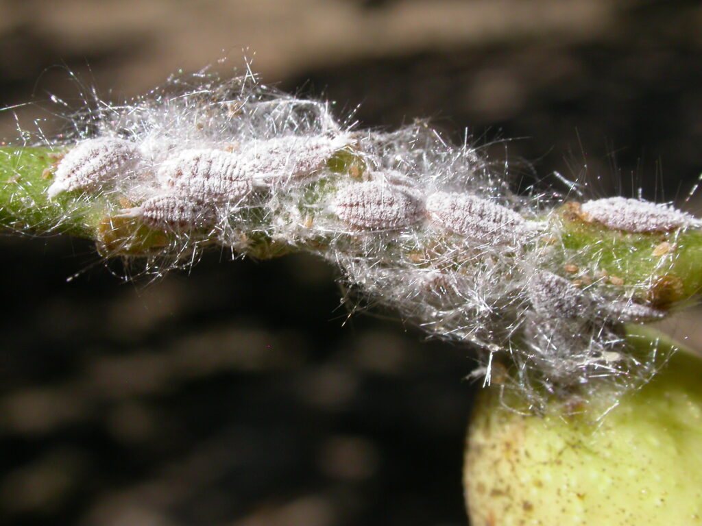 Gill’s Mealybug in Pistachio