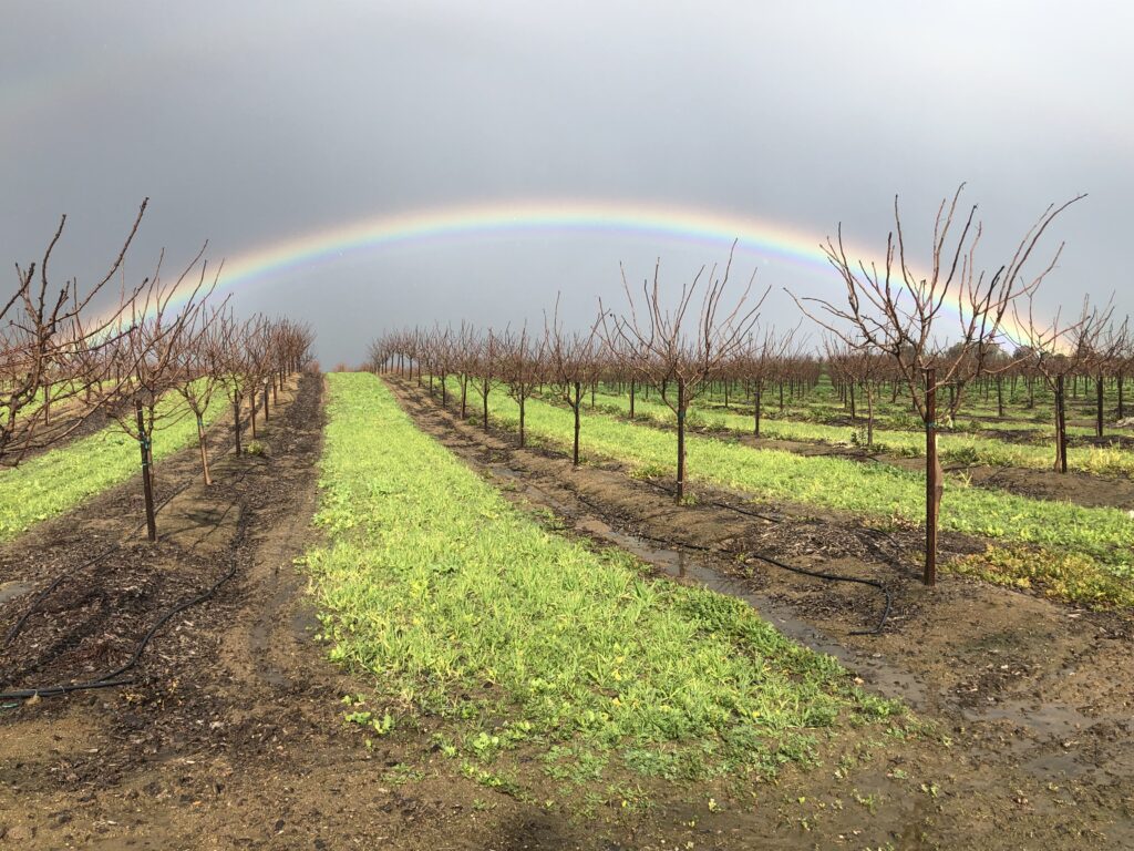 Ka-Bloom! Be Proactive Toward Soil Health At Almond Bloom