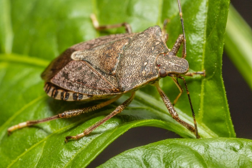 Brown Marmorated Stink Bug in Hazelnuts