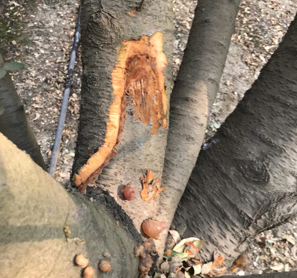 Phytophthora a Major Threat to Almonds and Walnuts