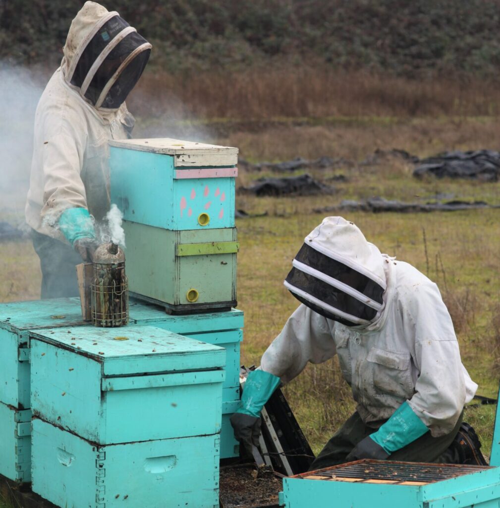 California Almond Bloom From the Beekeeper’s Perspective