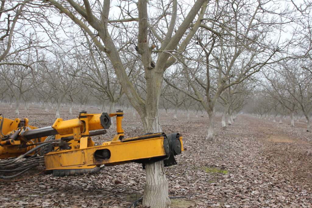 Control Codling Moth to Control NOW in Walnuts
