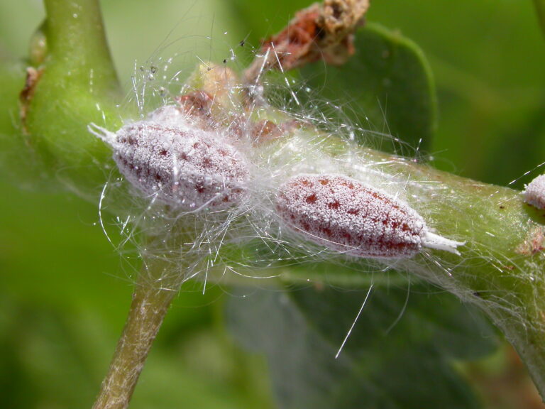 Insecticides and Maximum Residue Limits for Gill’s Mealybug in Pistachio