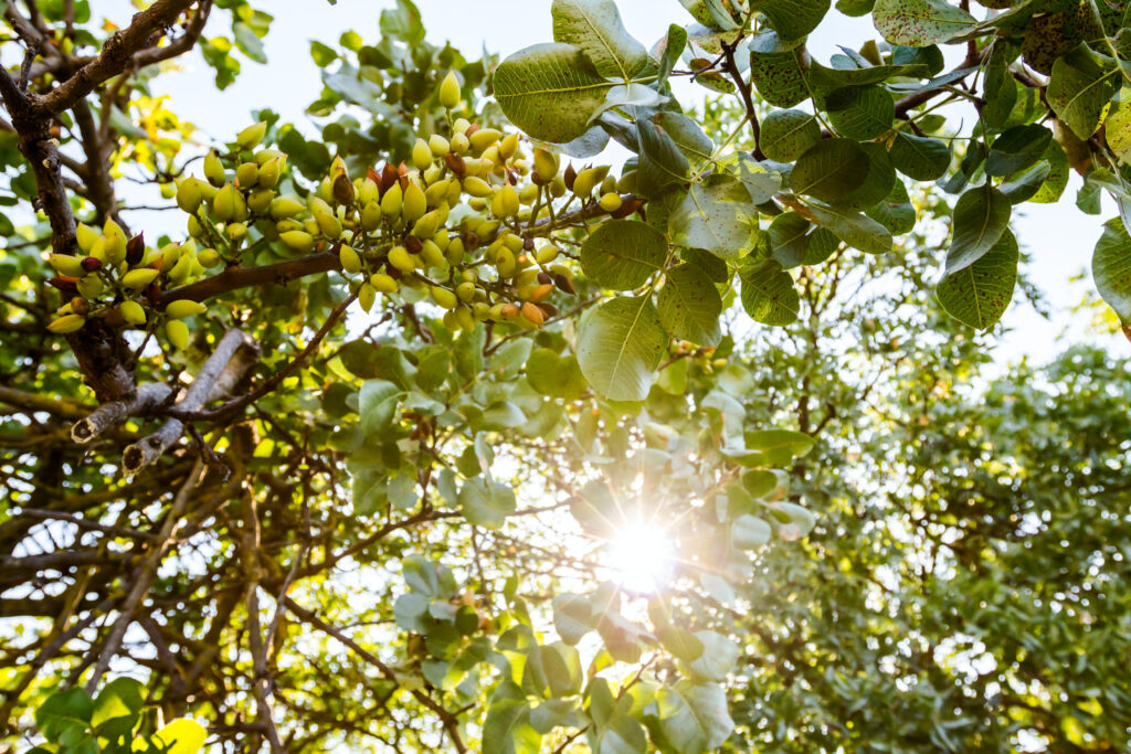 Nutrition Plans for Pistachio Orchards