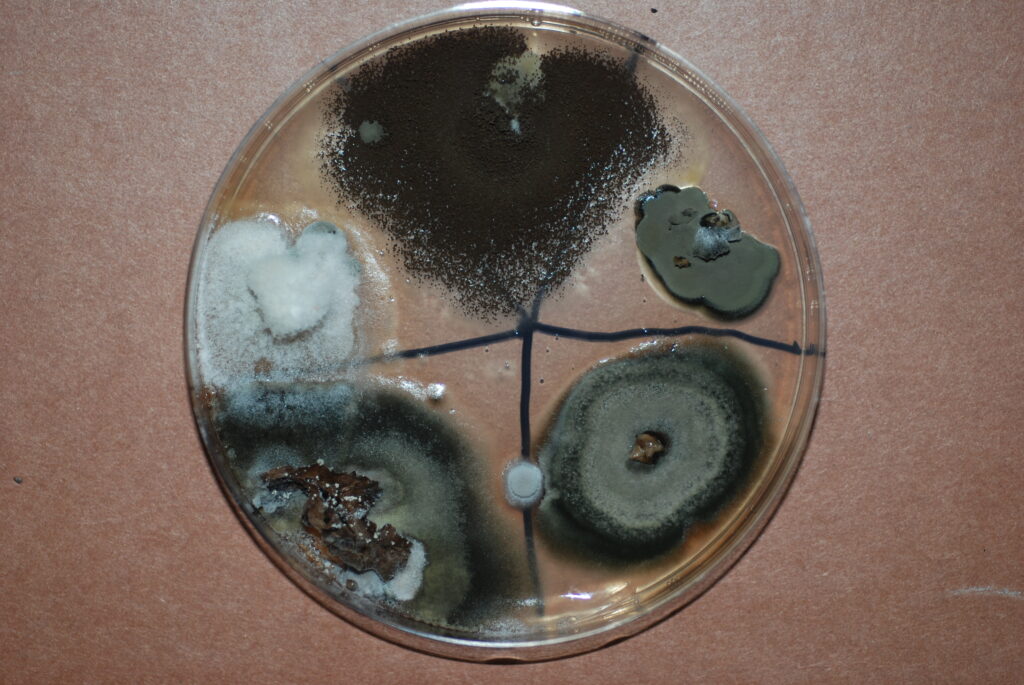New Findings on Walnut Kernel Mold