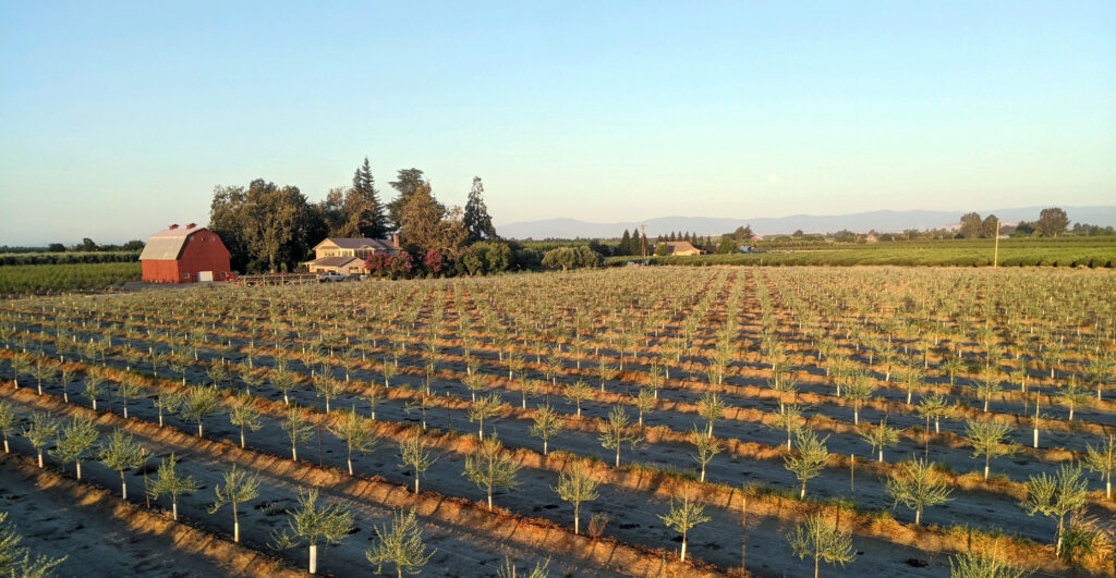 Options for Diversifying Nut Growing Operations