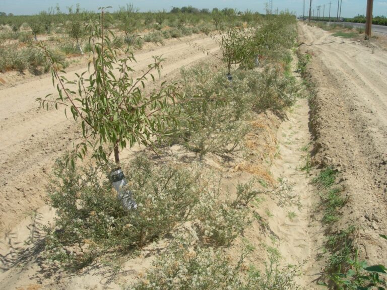 A Non-Glyphosate System for Walnut Weed Management