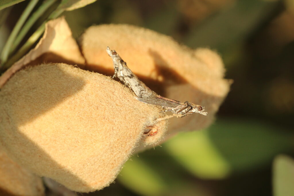 Are ‘May Sprays’ a Low-Hanging Fruit to Cut Almond Costs in 2021?